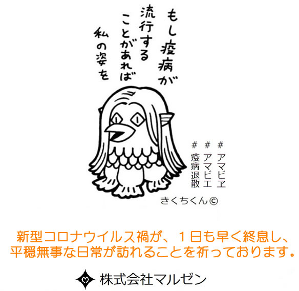 きくちくん