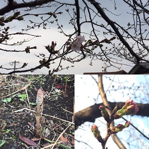 3月22日　桜開花！