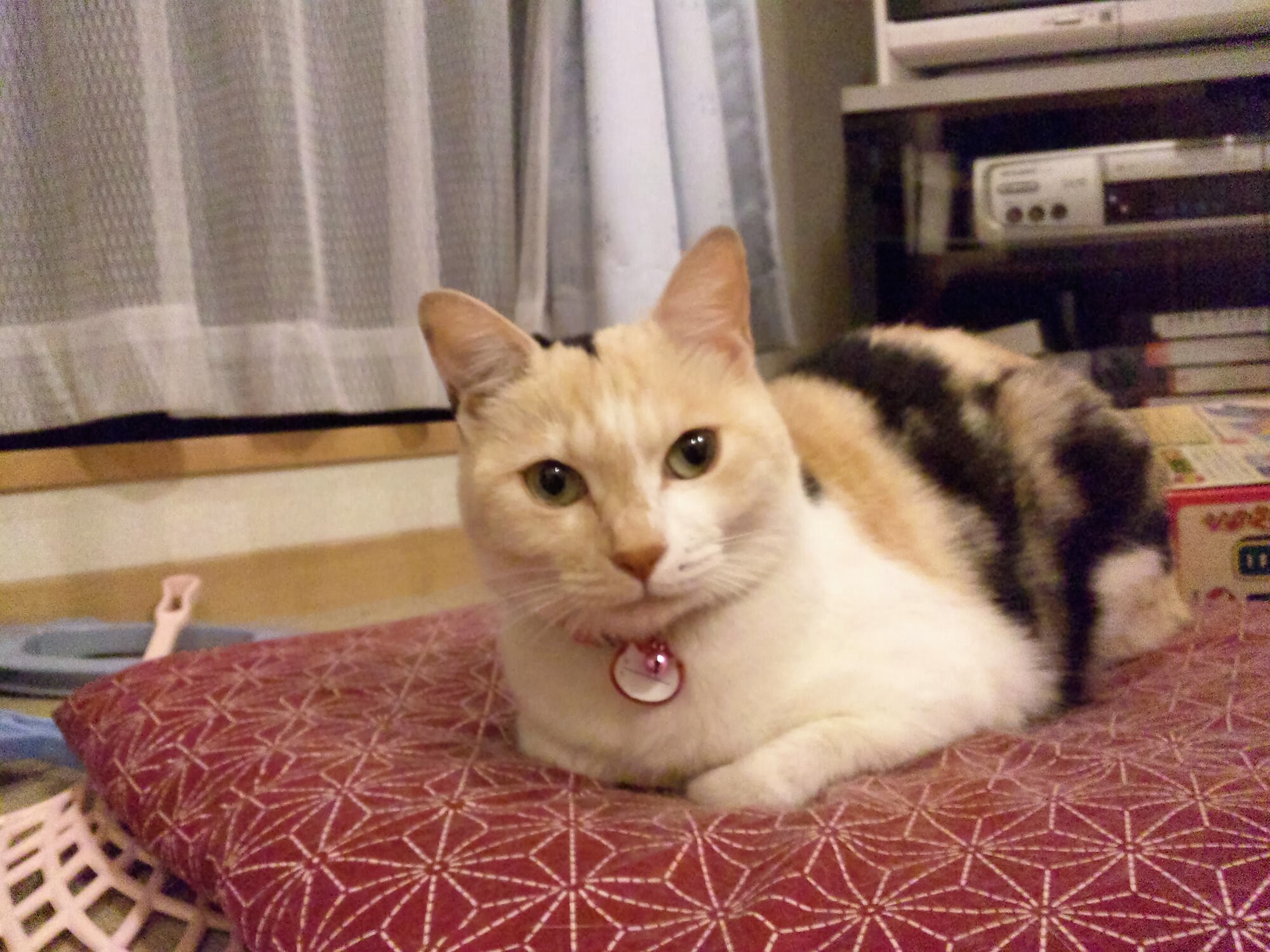 至急ーコーポ宮島入居者さまの猫ちゃんの情報求む